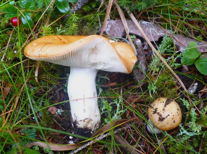 Russula_decolorans
