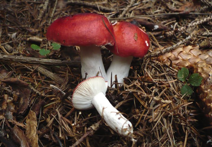 Russula_emetica
