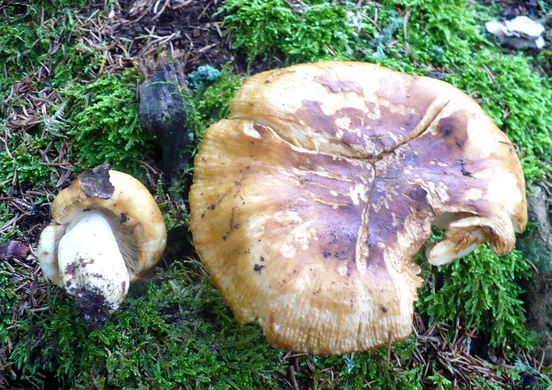 Russula farinipes