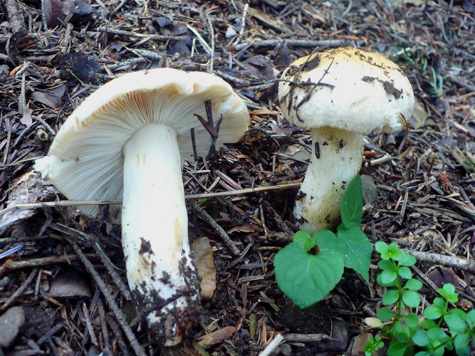 Russula_fellea_Corno_alle_scale
