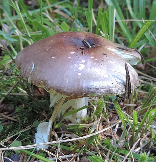 Russula firmula