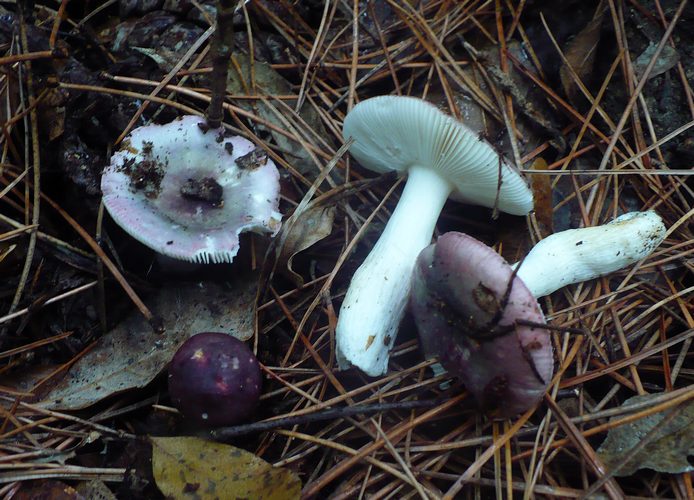 Russula_fragilis_2