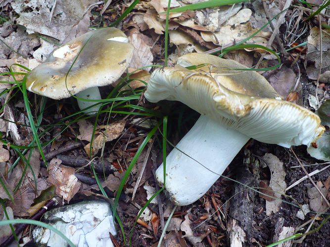 Russula_heterophylla