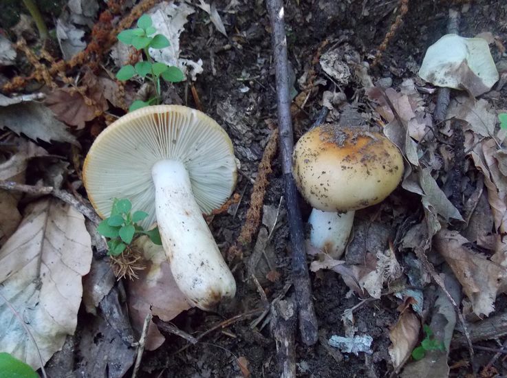 Russula laurocerasi spelonga