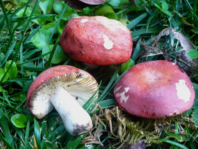 Russula_lepida