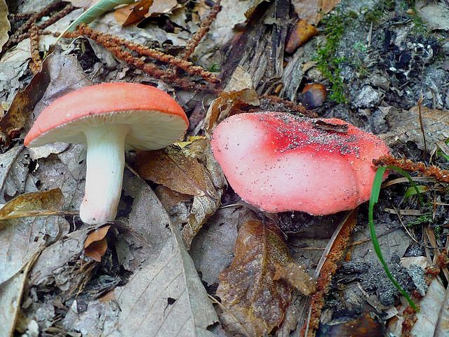 Russula_lepida_Crispiero