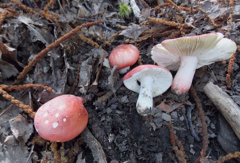 Russula lepida spelonga