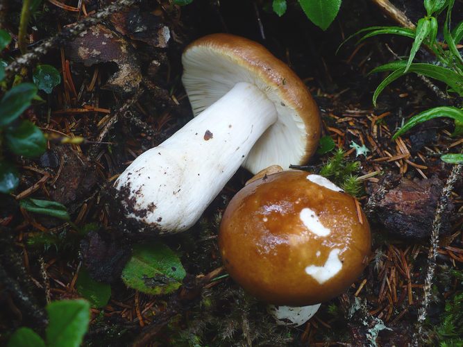Russula_mustelina