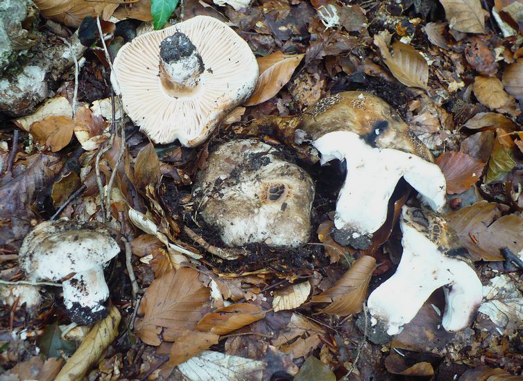 Russula nigricans Canfaito