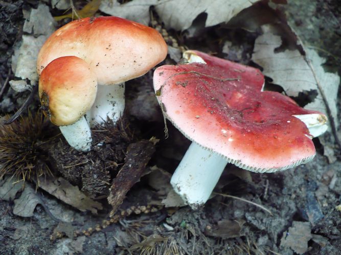 Russula_nobilis