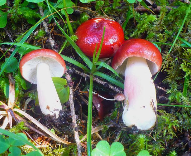 Russula_paludosa