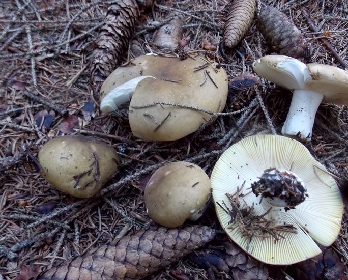 Russula postiana