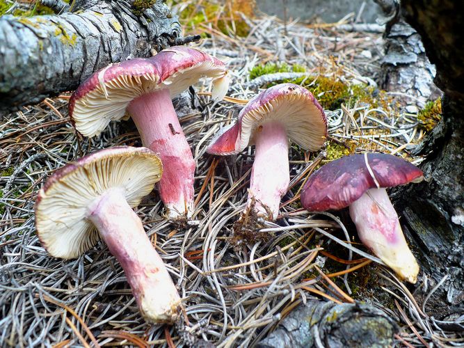 Russula_queletii_2