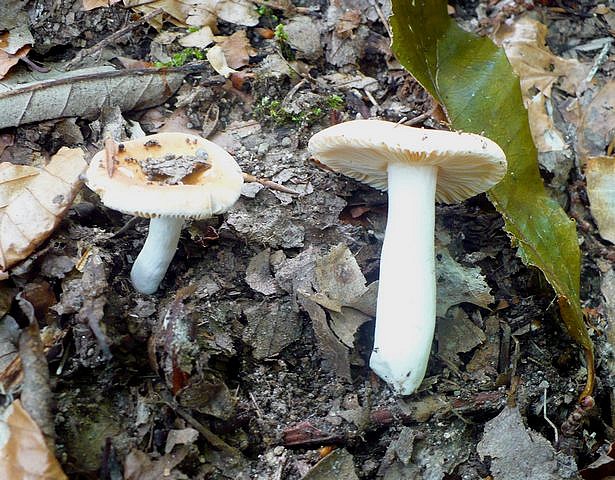 Russula_risigallina