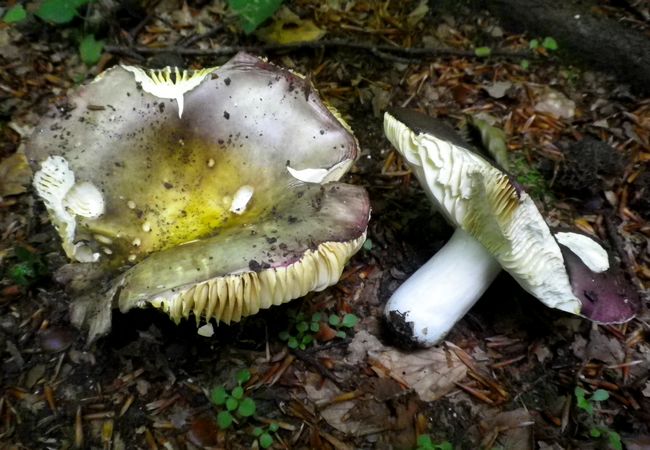 Russula_romellii_san_ronualdo