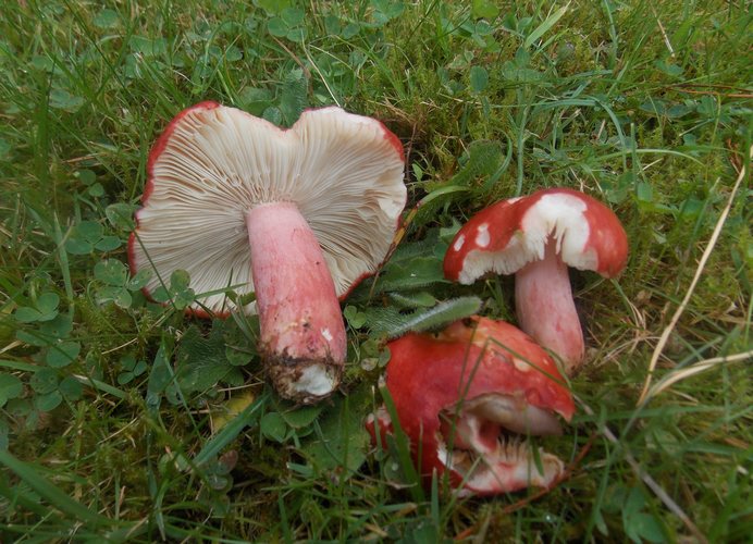 Russula sanguinaria