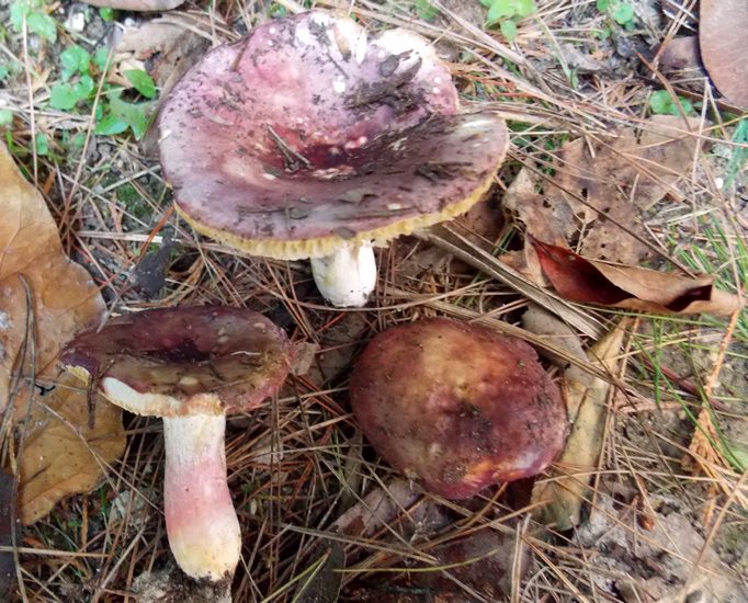 Russula sardonia