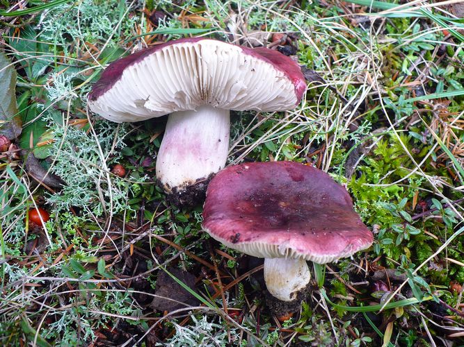 Russula_torulosa_2