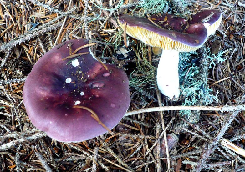 Russula turci