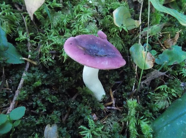 Russula turci 2