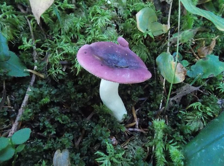 Russula turci 2