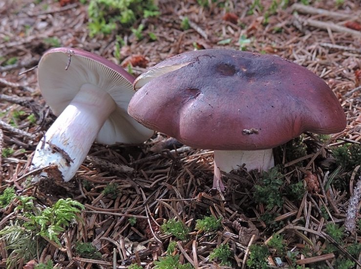 Russula xerampelina