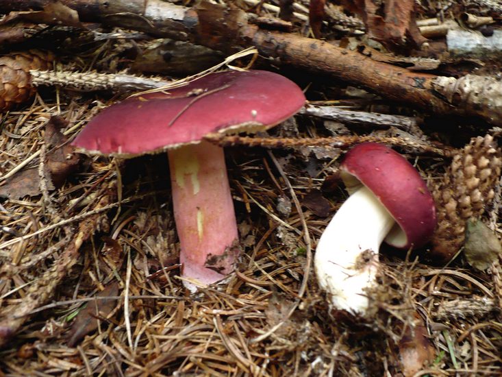 Russula xerampelina2