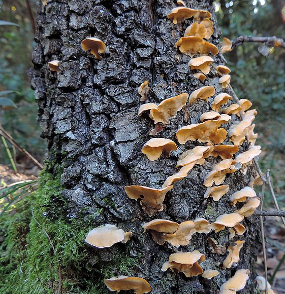 Stereum hyrsutum