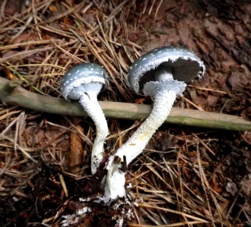 Stropharia_aeruginosa_Altino