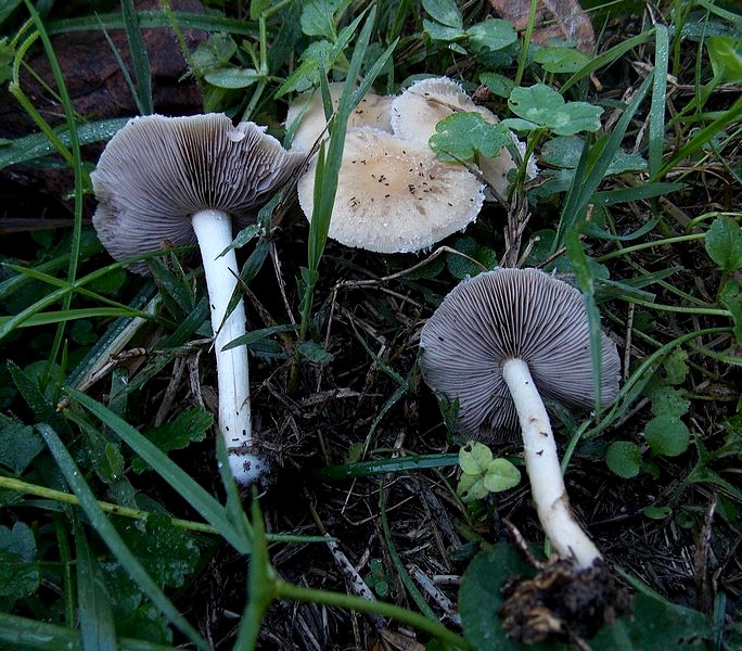 Stropharia inuncta