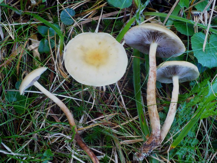 Stropharia ndd