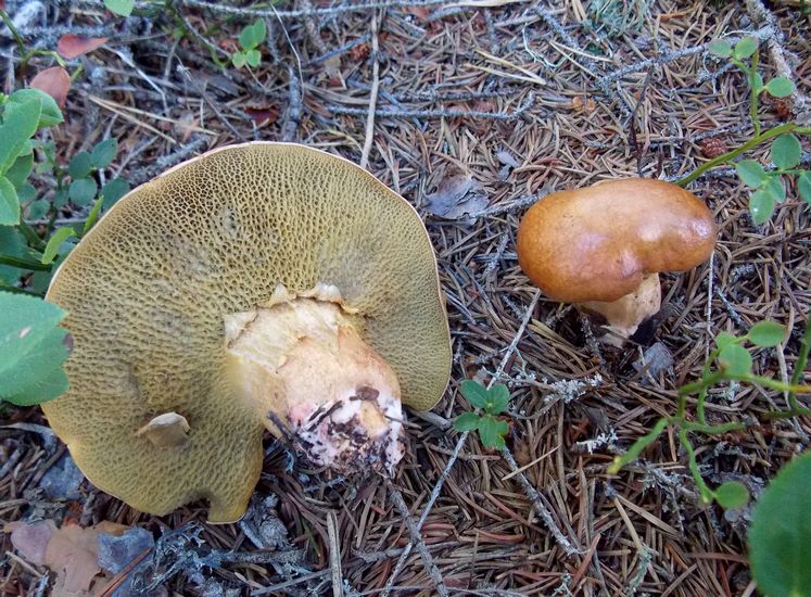Suillus bovinus2