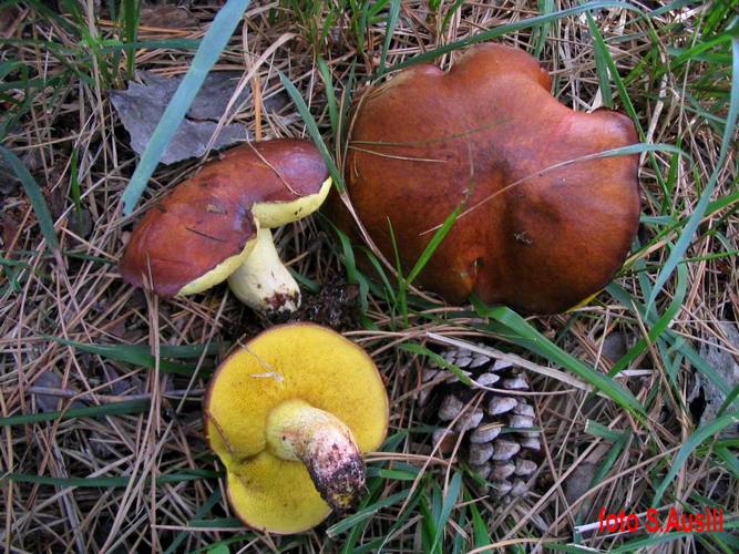 Suillus_collinitus