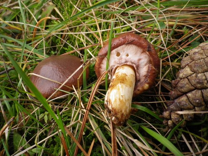 Suillus_luteus_2