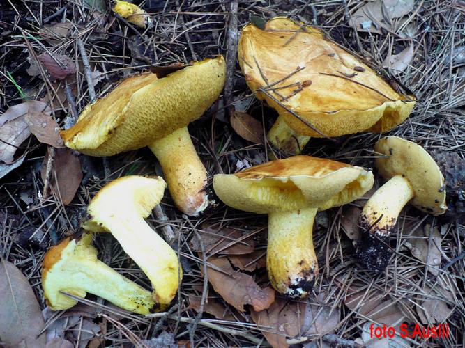 Suillus_mediterranensis