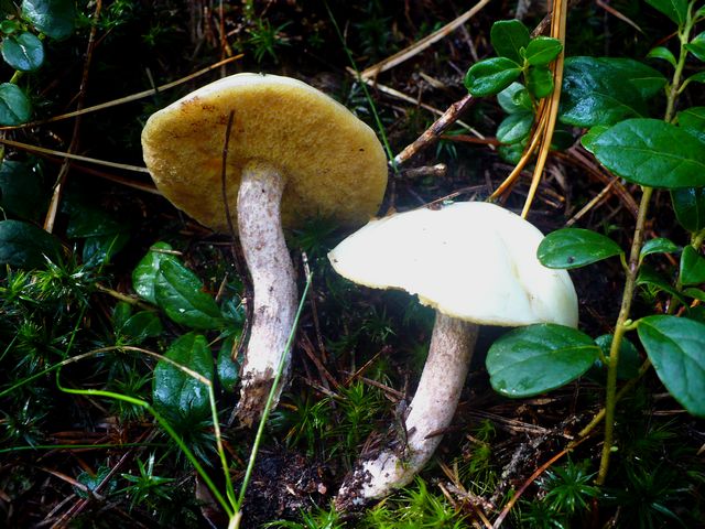 Suillus_placidus