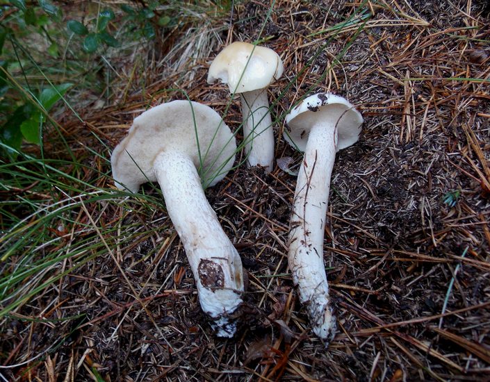 Suillus placidus Lavazè