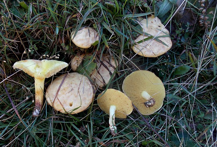 Suillus placidus passo Coe