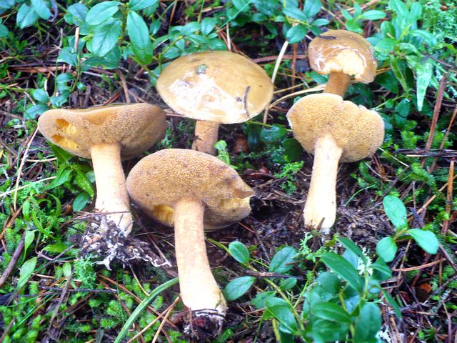 Suillus_plorans