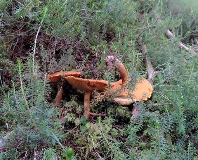 Suillus tridentinus