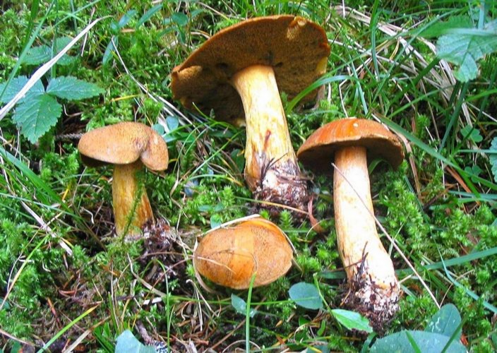 Suillus_variegatus