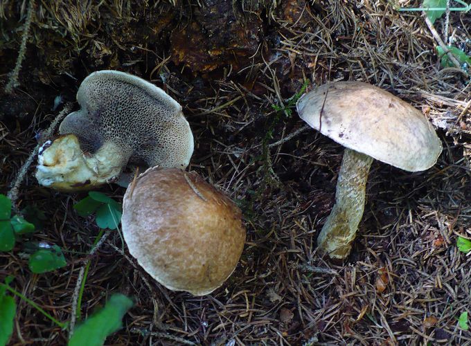 Suillus_viscidus_Val_di_sole