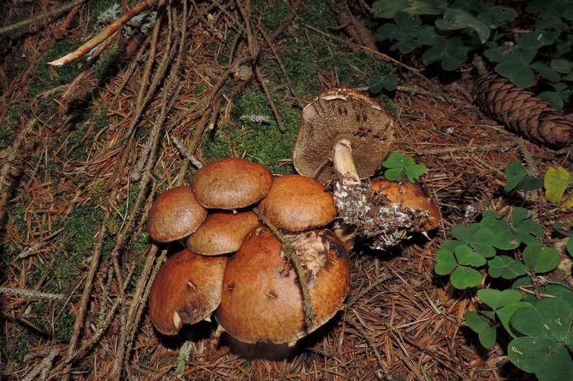 Suilus bresadolae