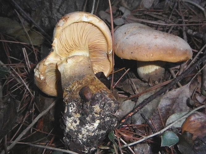 Tapinella_atrotomentosa_al_monte_conero