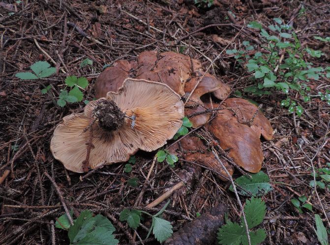 Tapinella panuoides Folgaria
