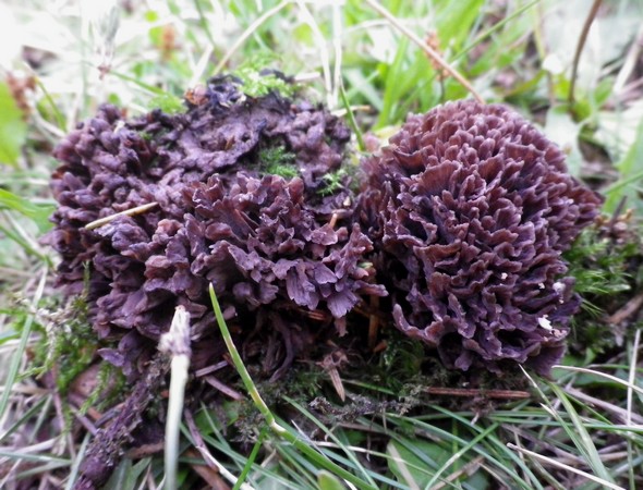 Telephora_palmata_Tesero