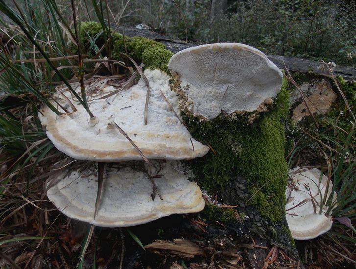 Trametes gibbosa