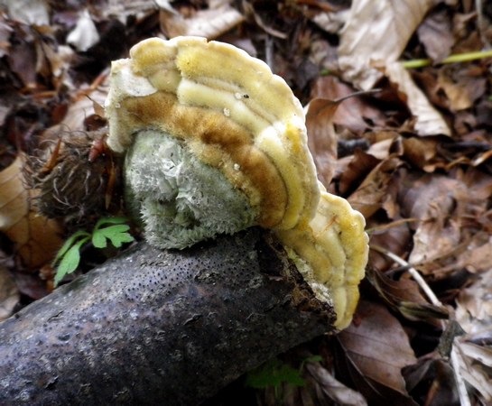 Trametes_gibbosa_Can_Faito