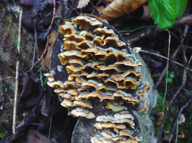 Trametes_hirsuta