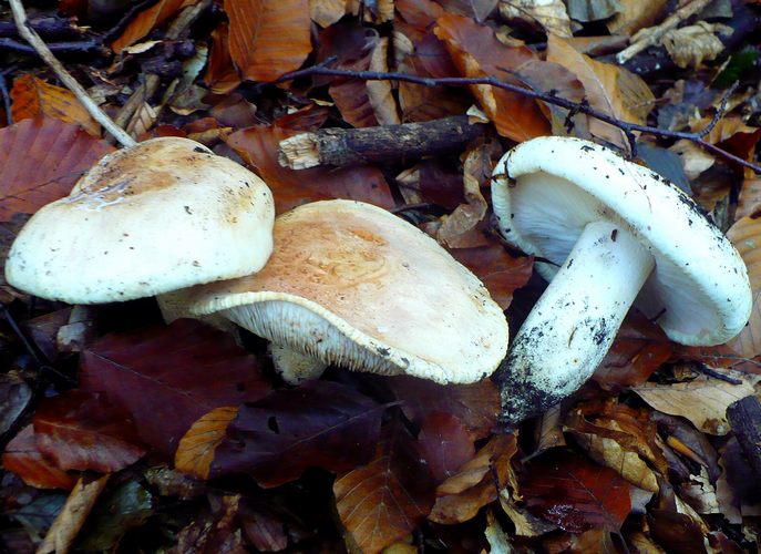 Tricholoma_acerbum_2